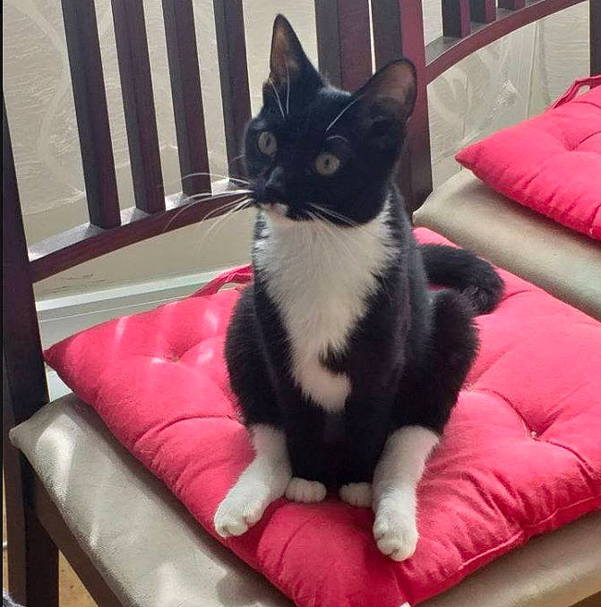 Aby participe au concours pour gagner de l'argent avec cette photo : black_cat, carnivore, cat, chair, couch, domestic_short_haired_cat, felidae, fur, furniture, kitten, leg, pink, polydactyl_cat, room, small_to_medium_sized_cats, square, tail, whiskers