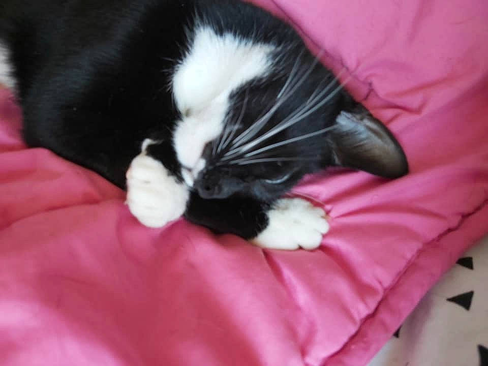 Aby a rejoint le concours — aidez-le/la à gagner de superbes lots ! black, black_cat, carnivore, cat, claw, felidae, finger, fur, hand, kitten, nap, paw, pink, polydactyl_cat, small_to_medium_sized_cats, tail, whiskers