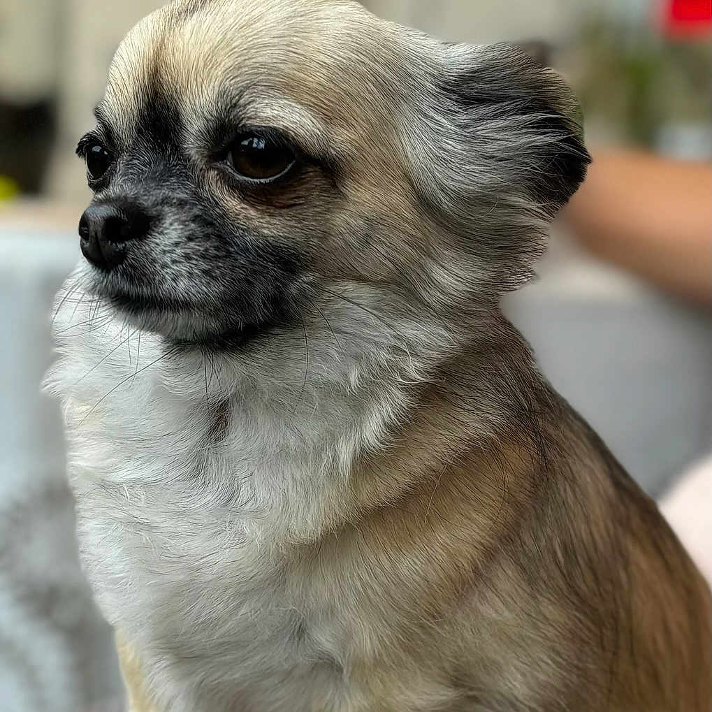 Sundaye a rejoint le concours — aidez-le/la à gagner de superbes lots ! animal, canine, chihuahua, cockerspaniel, dog, eskimodog, papillon, pet, pug, puppy, snout