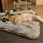 Sundaye a rejoint le concours — aidez-le/la à gagner de superbes lots ! animal, bed, blanket, canine, cat, couch, dog, dogbed, furniture, hardwood, homedecor, husky, indoors, interiordesign, linen, person, pet, puppy, rabbit, wood