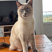 Milky participe au concours pour gagner de l'argent avec cette photo : cat, blue_eyes, sitting, wooden_table, indoor, tv, reflection, window, balcony, pet, fur, whiskers, paws, cute, portrait, gaze, household, beige, natural_light, furniture