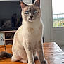 cat, blue_eyes, sitting, wooden_table, indoor, tv, reflection, window, balcony, pet, fur, whiskers, paws, cute, portrait, gaze, household, beige, natural_light, furniture