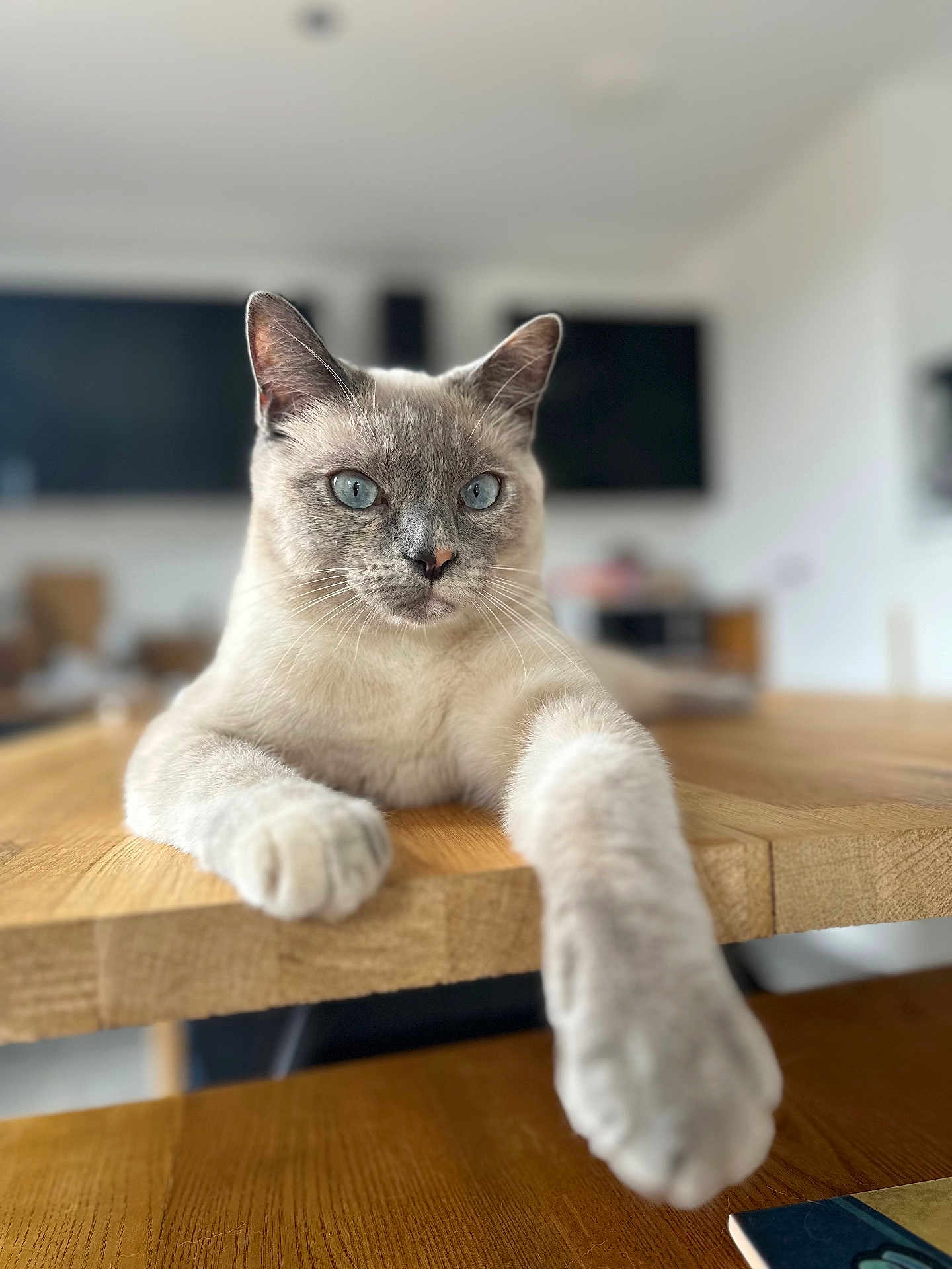 Milky participe au concours pour gagner de l'argent avec cette photo : cat, feline, pet, blue_eyes, portrait, indoor, wooden_table, paw, whiskers, gaze, shallow_depth_of_field, blurred_background, closeup, fur, cute, domestic_cat, sitting, table, living_room, ears