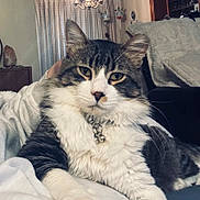 Sir Bentley is registered to the contest to win money with this photo: cat, fluffy, collar, bell, indoor, furniture, chandelier, curtains, cozy, relaxing, pet, living_room, white, gray, paw, closeup, domestic_animal, fur, cute, animal