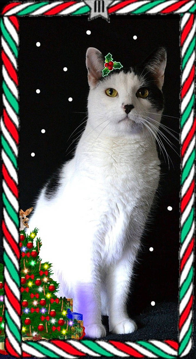 Oliver is registered to the contest to win money with this photo: abyssinian, accessories, angora, animal, cat, envelope, food, greetingcard, kitten, mail, manx, nature, nutcracker, outdoors, pet, siamese, snow, snowman, sweets, winter