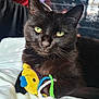 animal, black_cat, blanket, cat, close_up, comfort, cute, domestic, fur, green_eyes, indoor, pet, playful, plush_toy, polka_dots, resting, soft_texture, toy, whiskers, yellow_toy