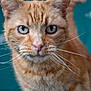 animal, cat, close_up, curious, cute, domestic_cat, ears, face, feline, focus, fur, ginger_cat, green_eyes, indoor, nose, pet, portrait, soft_background, tabby, whiskers