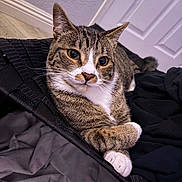 Carols is registered to the contest to win money with this photo: cat, tabby, animal, pet, feline, indoor, relaxed, paws, crossed_paws, clothing, fabric, soft, whiskers, ears, face, eyes, floor, door, home, cozy