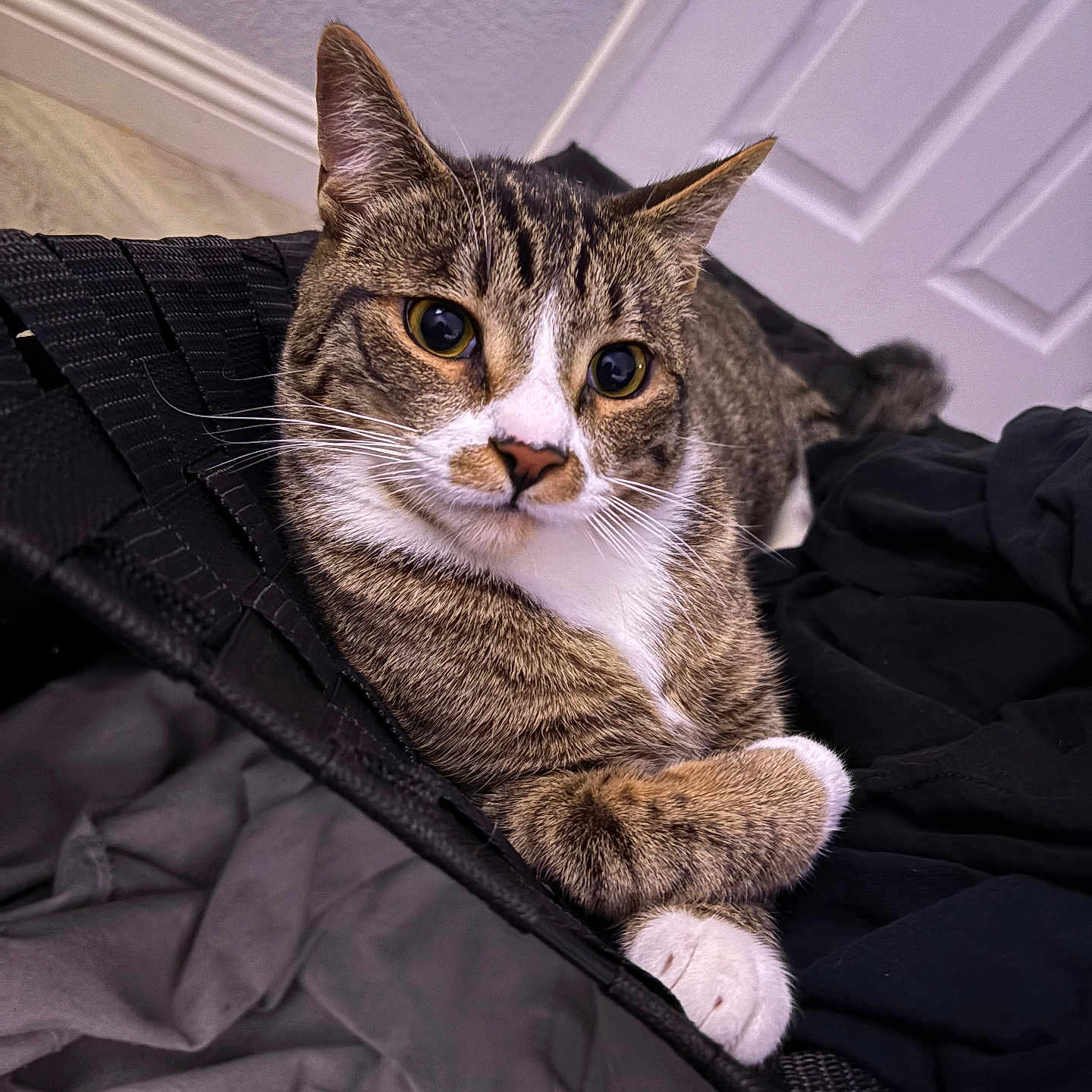 Carols is registered to the contest to win money with this photo: animal, cat, clothing, cozy, crossed_paws, door, ears, eyes, fabric, face, feline, floor, home, indoor, paws, pet, relaxed, soft, tabby, whiskers