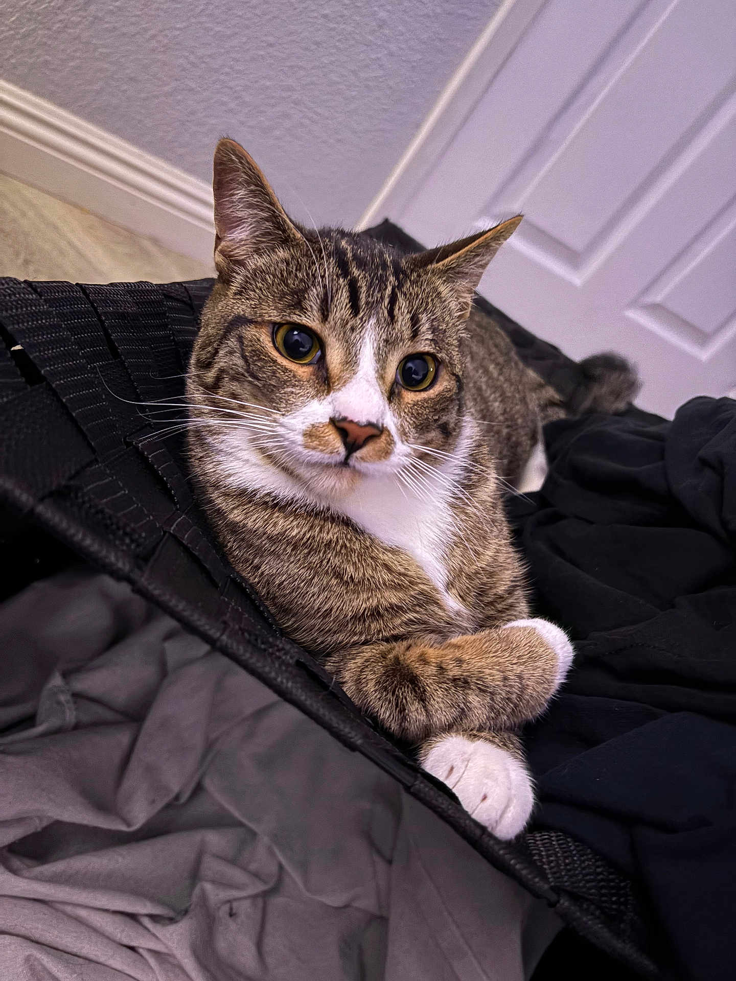 Carols is registered to the contest to win money with this photo: cat, tabby, animal, pet, feline, indoor, relaxed, paws, crossed_paws, clothing, fabric, soft, whiskers, ears, face, eyes, floor, door, home, cozy