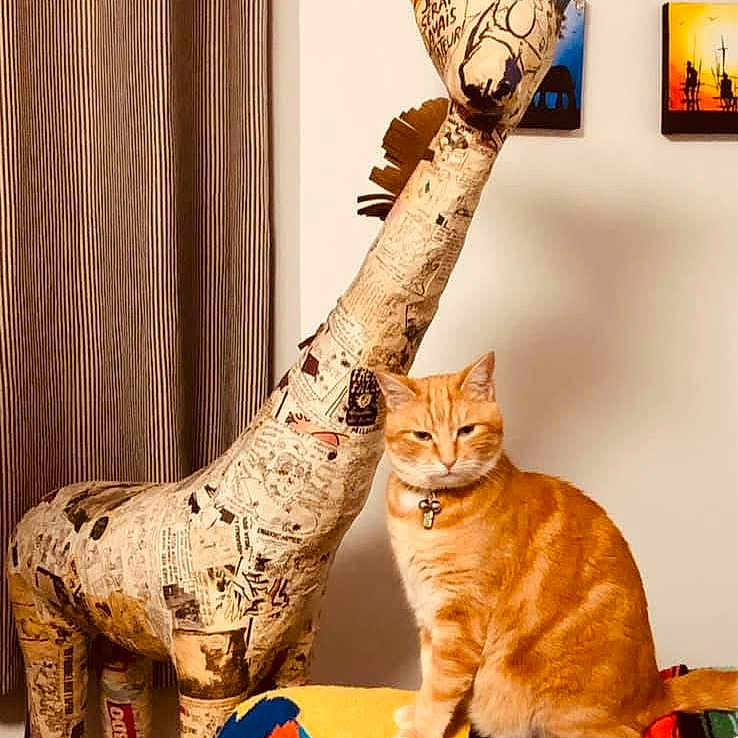 Oscar participe au concours pour gagner de l'argent avec cette photo : animal, artwork, blanket, cat, collar, colorful, curtain, decor, furniture, giraffe, indoor, newspaper, orange_cat, painting, pet, posing, room, sculpture, tabby, wall