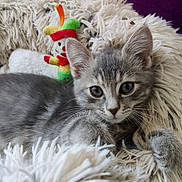 Nami participe au concours pour gagner de l'argent avec cette photo : animal, blanket, cat, close_up, cozy, ears, feline, fur, gray, indoor, kitten, lying_down, pet, plush_toy, portrait, striped_fur, tabby, whiskers, white, wide_eyed