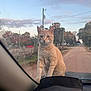 cat, orange_tabby, animal, pet, car_hood, dashboard, visor, rural_road, dirt_road, trees, sky, sunset, nature, outdoor, curious, animal_face, feline, window, transportation, calm