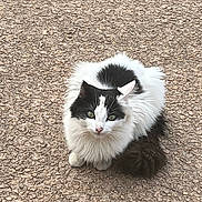 Peebee is registered to the contest to win money with this photo: alone, animal, black_and_white, cat, curious, cute, domestic, feline, fluffy, fur, gravel, green_eyes, looking_up, mammal, outdoor, pet, sitting, small, tail, whiskers