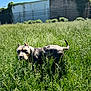 Mirage joined the competition — help win amazing prizes! alert, animal, blue_sky, canine, daytime, dog, ears_up, fence, field, grass, greenery, nature, outdoor, pet, standing, sunlight, sunny, tail_up, urban_background, wall