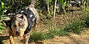 Mirage is registered to the contest to win money with this photo: alert, animal, bushes, canine, daylight, dirt_path, dog, focused, greenery, leash, merle_coat, metal_fence, nature, outdoor, pet, security, service_dog, sunny, tactical_harness, walking