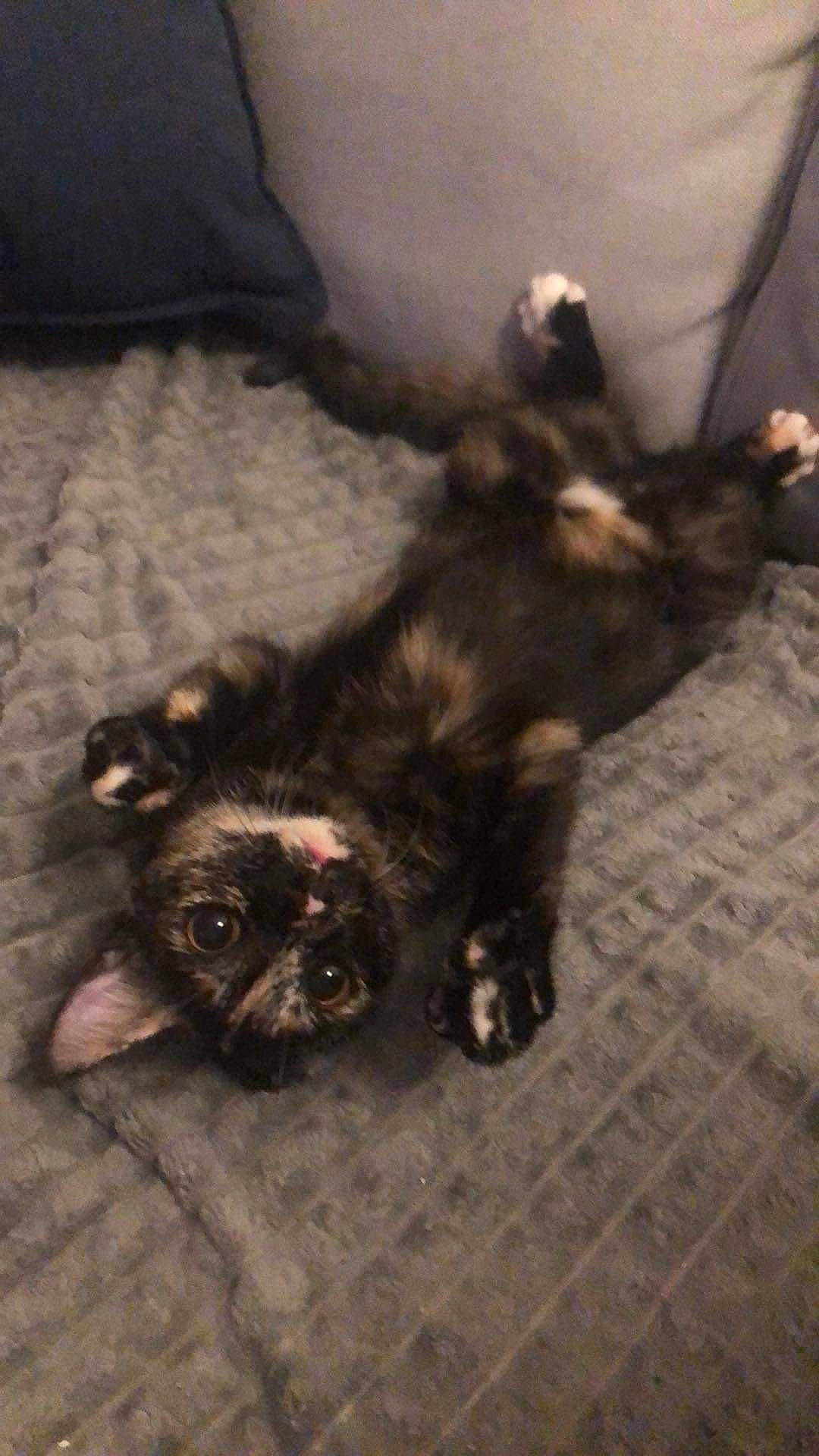 Poupi