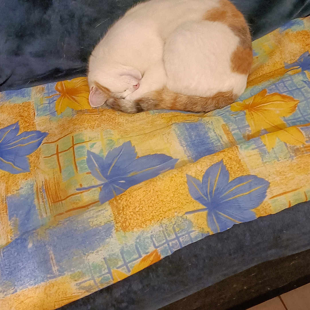 Sucette a rejoint le concours — aidez-le/la à gagner de superbes lots ! animal, blanket, cat, colorful, comfort, cozy, curled_up, cute, domestic, floral_pattern, fur, home, indoor, peaceful, pet, quiet, relaxation, resting, sleeping, sofa