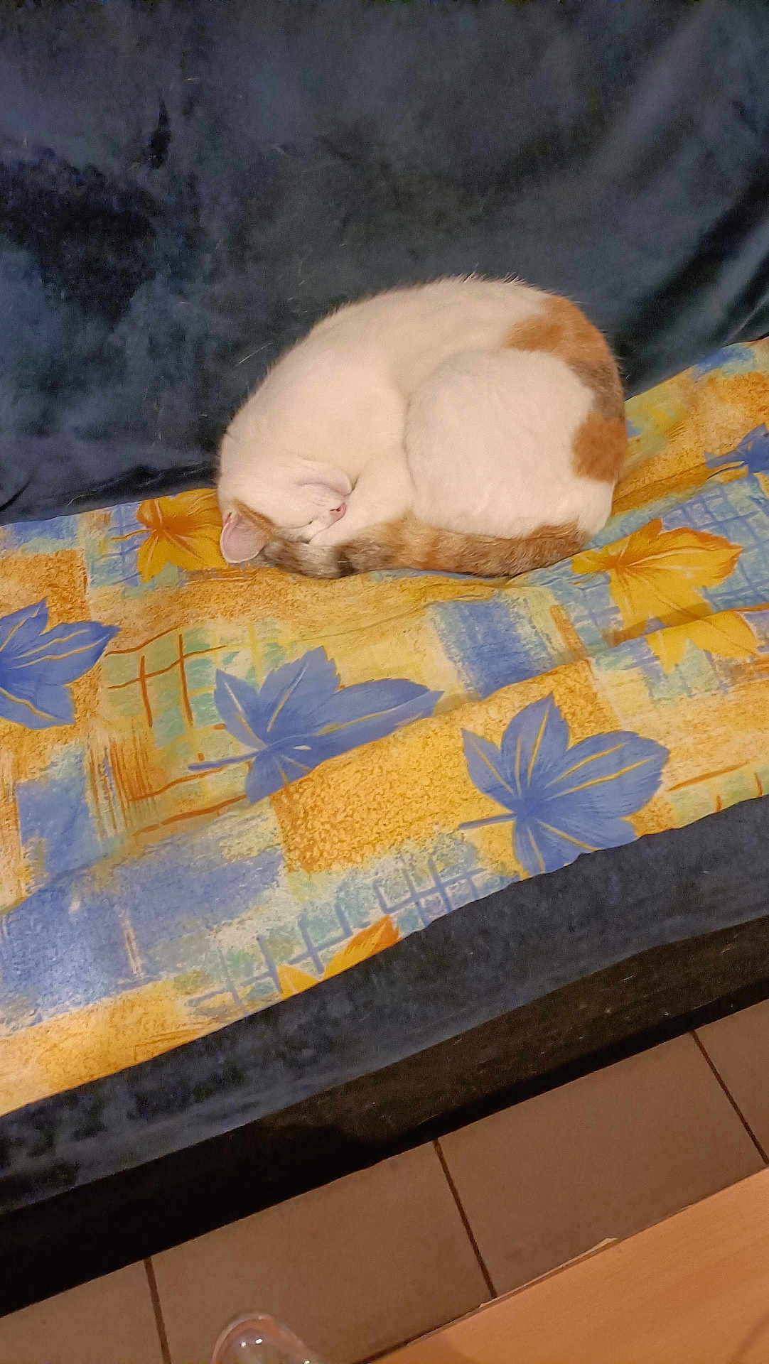 Sucette a rejoint le concours — aidez-le/la à gagner de superbes lots ! cat, sleeping, curled_up, blanket, floral_pattern, sofa, indoor, pet, resting, cozy, fur, animal, cute, domestic, relaxation, comfort, home, quiet, peaceful, colorful