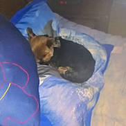 Mirabelle a rejoint le concours — aidez-le/la à gagner de superbes lots ! animal, bed, blanket, blue_bedding, comfort, cozy, cute, dog, domestic, fur, furniture, household, indoor, nap, pet, pillow, relaxation, resting, sleeping, small_dog