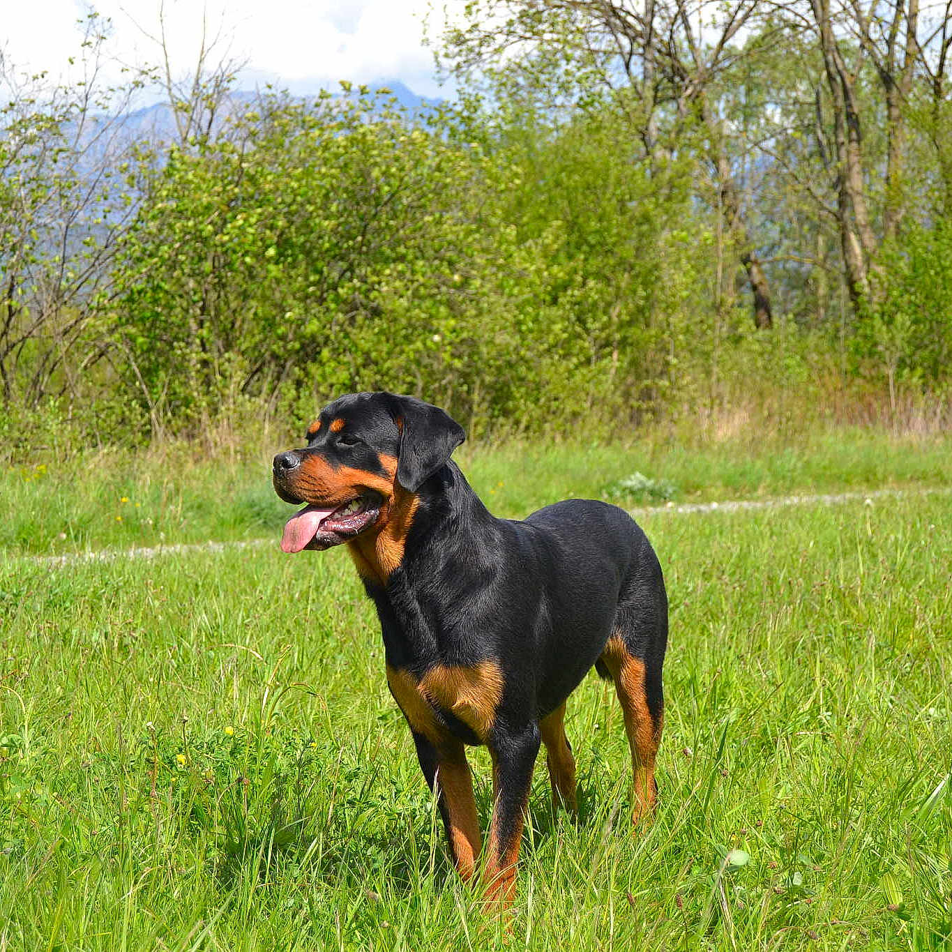 Ianna