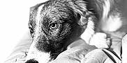 Toscane a rejoint le concours — aidez-le/la à gagner de superbes lots ! dog, animal, pet, bed, blanket, fur, black_and_white, portrait, resting, close_up, texture, cozy, indoor, mammal, cute, laying_down, calm, sleepy, nostalgic, soft