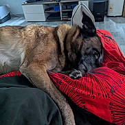 Jess a rejoint le concours — aidez-le/la à gagner de superbes lots ! dog, bed, blanket, living_room, furniture, television, relaxed, pet, indoors, couch, canine, resting, red, brown, black, floor, home, comfort, animal, laying_down
