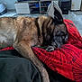 dog, bed, blanket, living_room, furniture, television, relaxed, pet, indoors, couch, canine, resting, red, brown, black, floor, home, comfort, animal, laying_down