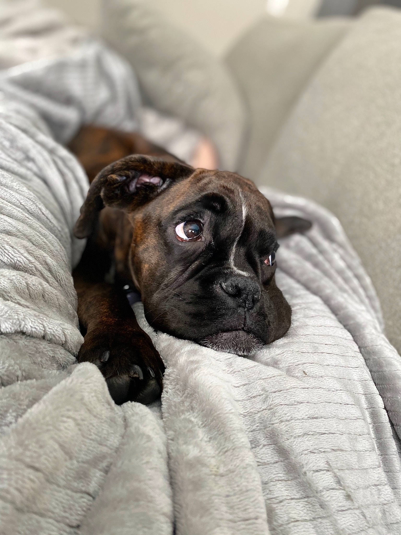 Uschi is registered to the contest to win money with this photo: bored, canidae, carnivore, comfort, companion_dog, dog, dog_breed, fawn, fur, grey, non_sporting_group, pug, puppy, snout, sporting_group, terrestrial_animal, toy_dog, whiskers, working_animal, wrinkle