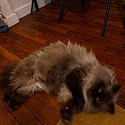 Balthazar a rejoint le concours — aidez-le/la à gagner de superbes lots ! baseboard, brown_fur, cat, chair_legs, closeup, cozy, dim_lighting, fluffy_cat, furniture, hardwood_floor, indoor, long_hair, lying_down, motion_blur, paws, pet_bowl, playful, rug, whiskers, wooden_floor