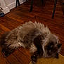 baseboard, brown_fur, cat, chair_legs, closeup, cozy, dim_lighting, fluffy_cat, furniture, hardwood_floor, indoor, long_hair, lying_down, motion_blur, paws, pet_bowl, playful, rug, whiskers, wooden_floor