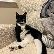 Boogie is registered to the contest to win money with this photo: cat, tuxedo_cat, pet, indoor, armchair, blanket, cozy, relaxed, whiskers, paw, tail, fur, window, looking_at_camera, portrait, upholstery, soft_texture, black_and_white, household, curious