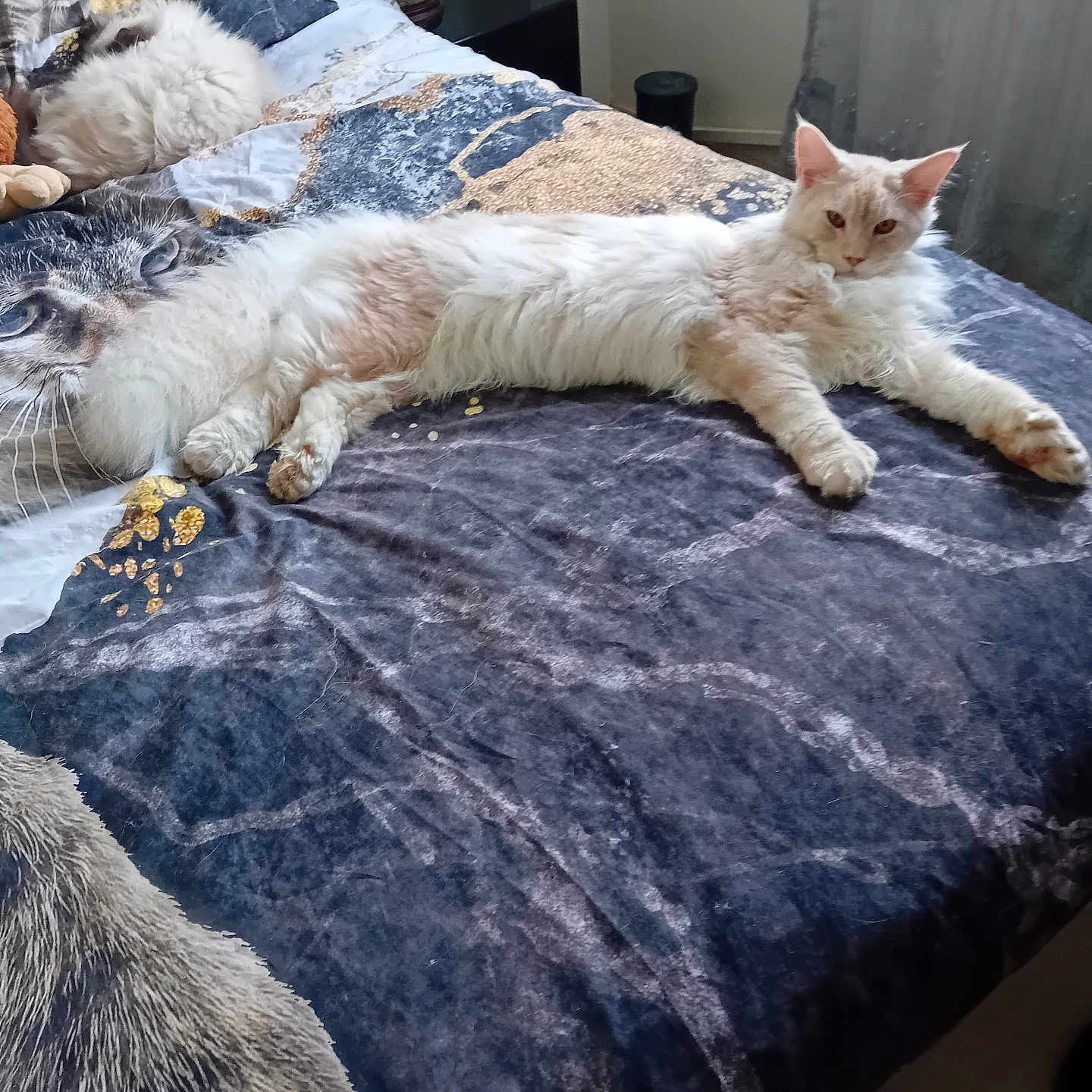 Willo a rejoint le concours — aidez-le/la à gagner de superbes lots ! animal, bear, bed, bedroom, blanket, cat, computer, couch, cushion, furniture, homedecor, indoors, interiordesign, kitten, linen, manx, person, pet, quilt, room