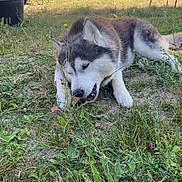 Ouynka a rejoint le concours — aidez-le/la à gagner de superbes lots ! dog, husky, grass, outdoor, garden, wheelbarrow, plants, chair, sunlight, pet, animal, canine, nature, yard, fence, daytime, chewing, fur, mammal, resting