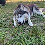 dog, husky, grass, outdoor, garden, wheelbarrow, plants, chair, sunlight, pet, animal, canine, nature, yard, fence, daytime, chewing, fur, mammal, resting
