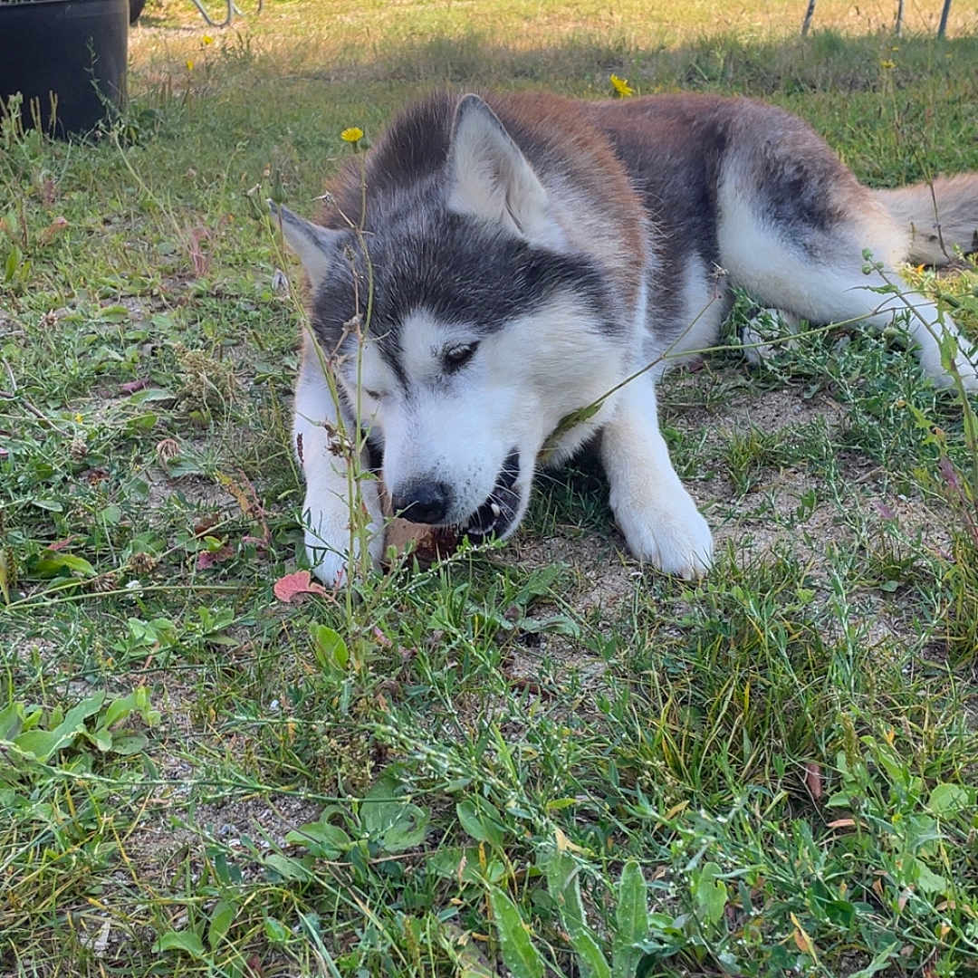 Ouynka a rejoint le concours — aidez-le/la à gagner de superbes lots ! animal, canine, chair, chewing, daytime, dog, fence, fur, garden, grass, husky, mammal, nature, outdoor, pet, plants, resting, sunlight, wheelbarrow, yard