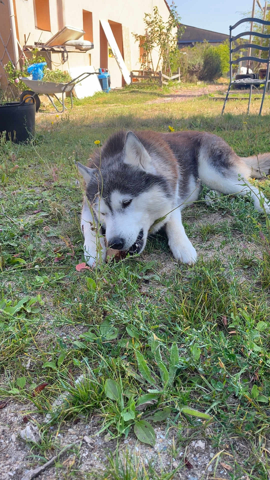 Ouynka a rejoint le concours — aidez-le/la à gagner de superbes lots ! dog, husky, grass, outdoor, garden, wheelbarrow, plants, chair, sunlight, pet, animal, canine, nature, yard, fence, daytime, chewing, fur, mammal, resting
