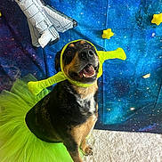 Moo is registered to the contest to win money with this photo: dog, tutu, costume, green, shrek_headband, space, nasa, space_shuttle, stars, backdrop, carpet, pet, happy, smiling, animal, indoor, celebration, funny, portrait, cute