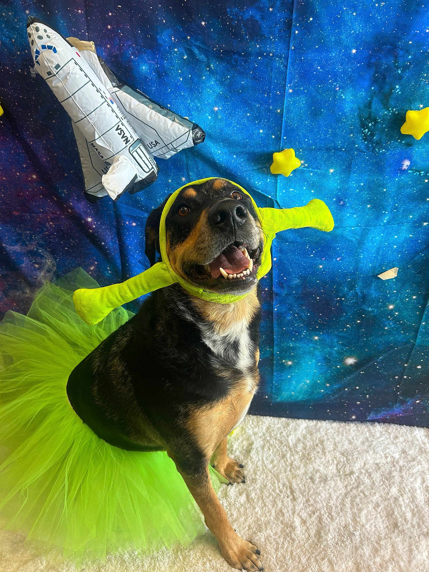 Moo is registered to the contest to win money with this photo: dog, tutu, costume, green, shrek_headband, space, nasa, space_shuttle, stars, backdrop, carpet, pet, happy, smiling, animal, indoor, celebration, funny, portrait, cute