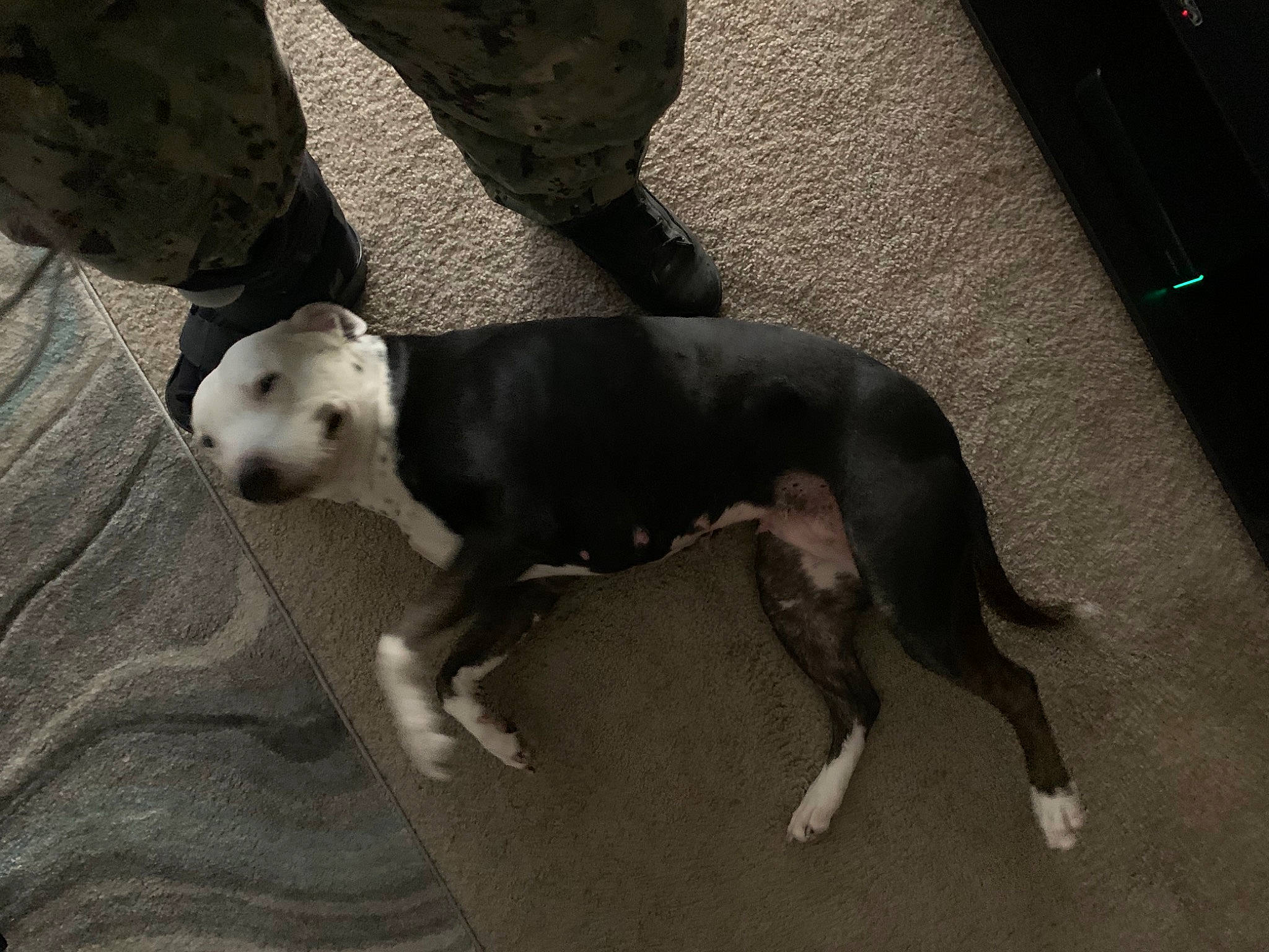 Blue joined the competition — help win amazing prizes! camouflage, canidae, carnivore, collar, companion_dog, dog, dog_breed, floor, flooring, fur, gun_dog, mammal, military_camouflage, pet_supply, pointing_breed, snout, sporting_group, tail, working_animal, working_dog