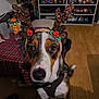 dog, reindeer_antlers, indoor, wooden_floor, table, plaid_tablecloth, toy_shelf, television, decorations, pet, costume, brown_white_black_fur, animal, closeup, looking_up, harness, holiday_theme, cute, ears, floor