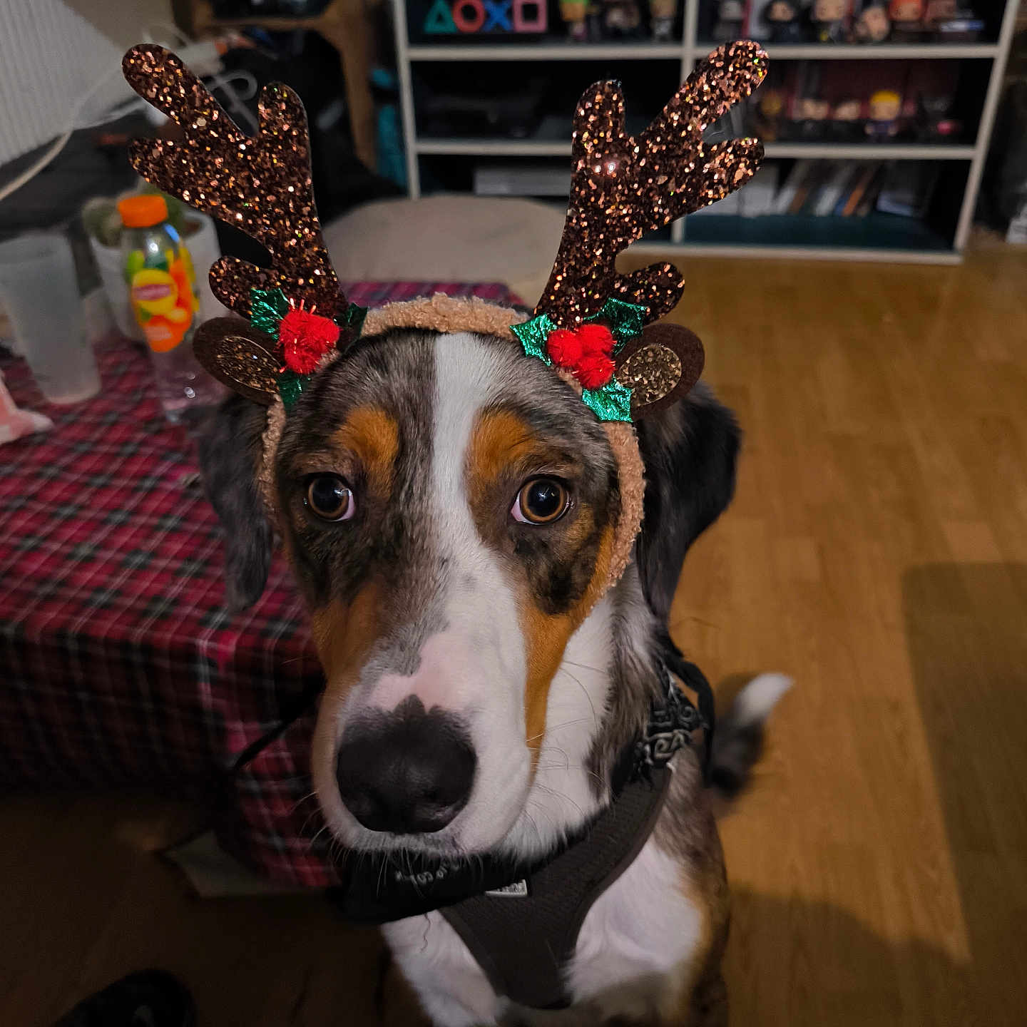 Dovahkiin participe au concours pour gagner de l'argent avec cette photo : animal, brown_white_black_fur, closeup, costume, cute, decorations, dog, ears, floor, harness, holiday_theme, indoor, looking_up, pet, plaid_tablecloth, reindeer_antlers, table, television, toy_shelf, wooden_floor