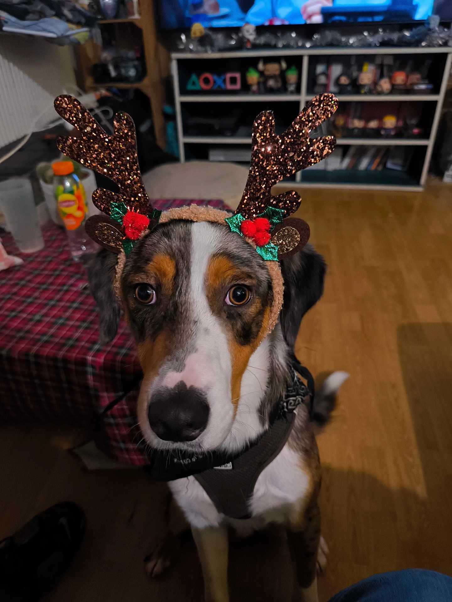 Dovahkiin participe au concours pour gagner de l'argent avec cette photo : dog, reindeer_antlers, indoor, wooden_floor, table, plaid_tablecloth, toy_shelf, television, decorations, pet, costume, brown_white_black_fur, animal, closeup, looking_up, harness, holiday_theme, cute, ears, floor