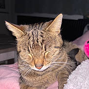 Tigrou a rejoint le concours — aidez-le/la à gagner de superbes lots ! cat, tabby, sleeping, resting, pet, animal, feline, whiskers, ears, fur, indoor, blanket, pink, cozy, soft, relaxed, cute, closeup, domestic, mammal