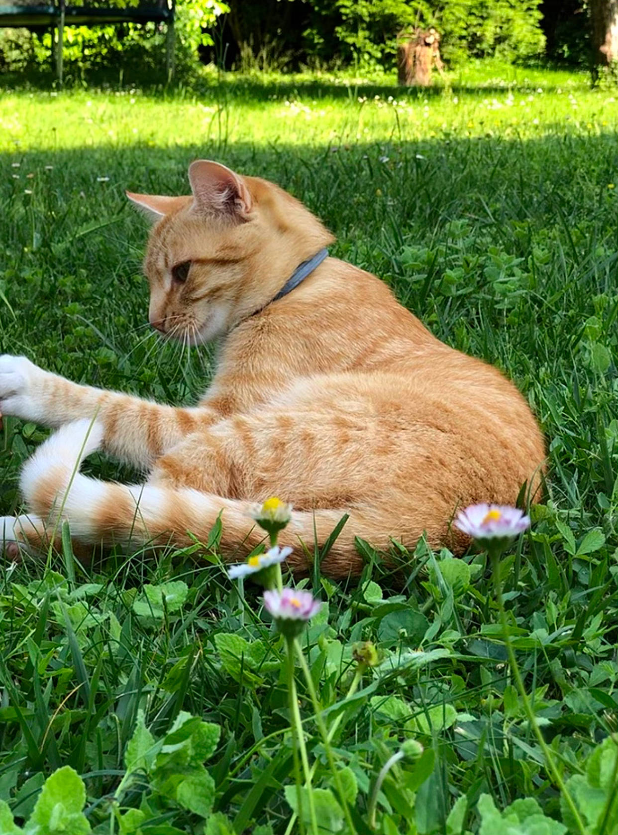 Châtaigne a rejoint le concours — aidez-le/la à gagner de superbes lots ! carnivore, cat, domestic_short_haired_cat, fawn, felidae, fur, grass, grass_family, grassland, groundcover, lawn, mammal, plant, small_to_medium_sized_cats, snout, tail, terrestrial_animal, tree, whiskers, wood