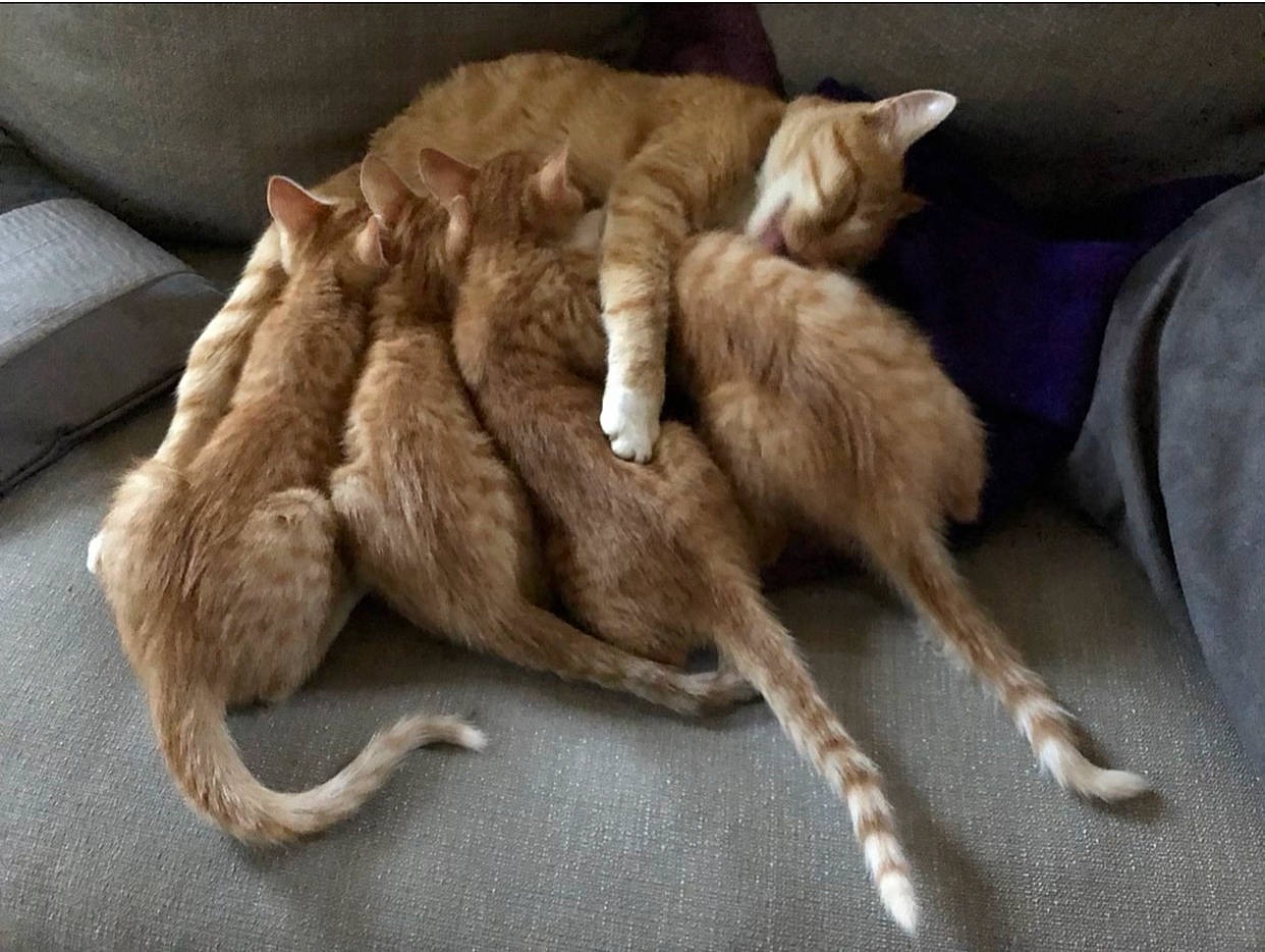 Châtaigne participe au concours pour gagner de l'argent avec cette photo : canidae, carnivore, cat, claw, comfort, couch, dog_breed, domestic_short_haired_cat, fawn, felidae, fur, linens, liver, nap, paw, small_to_medium_sized_cats, sporting_group, tail, whiskers, wood