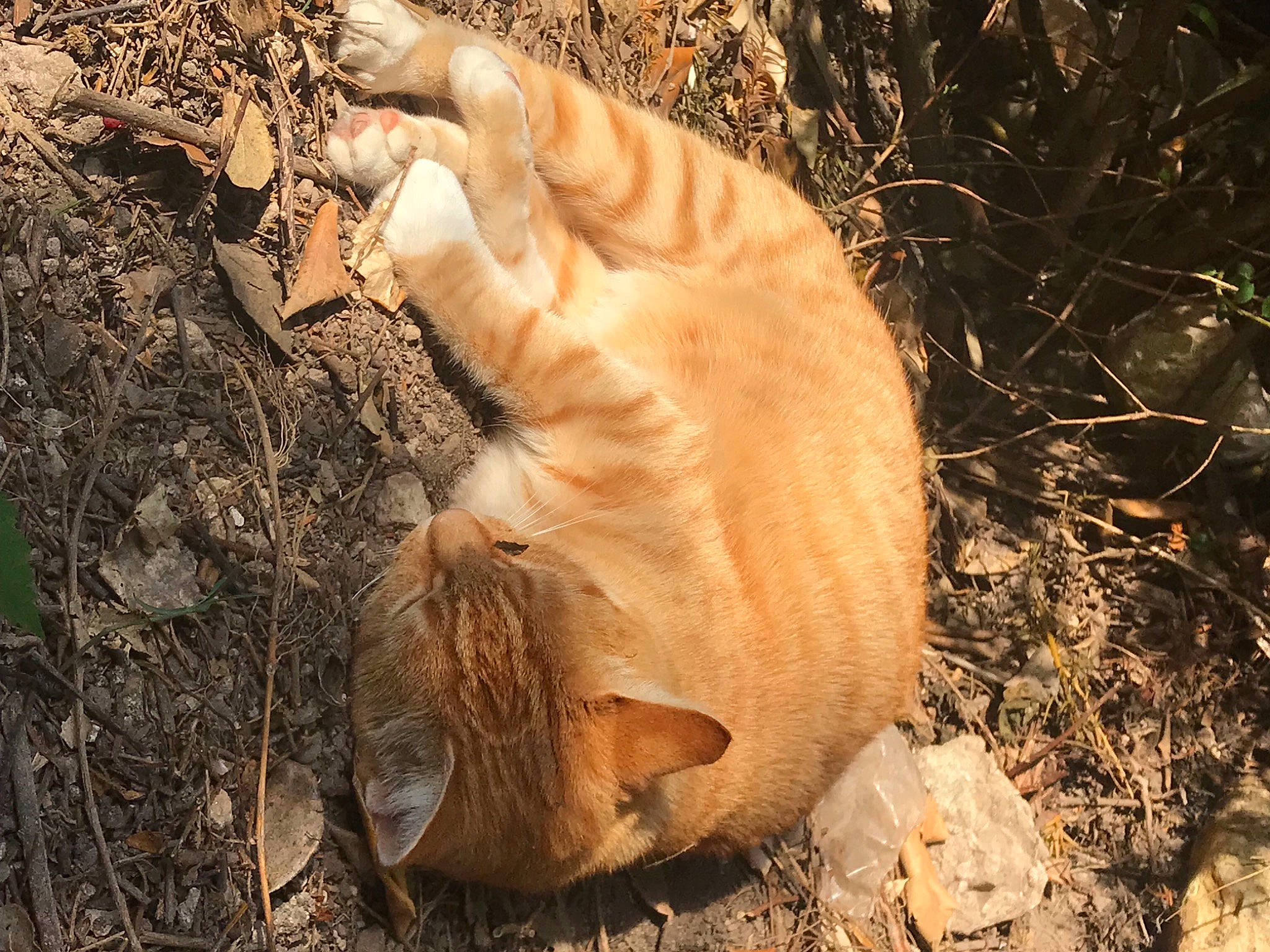 Châtaigne a rejoint le concours — aidez-le/la à gagner de superbes lots ! big_cats, canidae, carnivore, dog_breed, felidae, forest, fur, grass, organism, small_to_medium_sized_cats, snout, soil, sporting_group, tail, terrestrial_animal, tree, trunk, twig, whiskers, wood