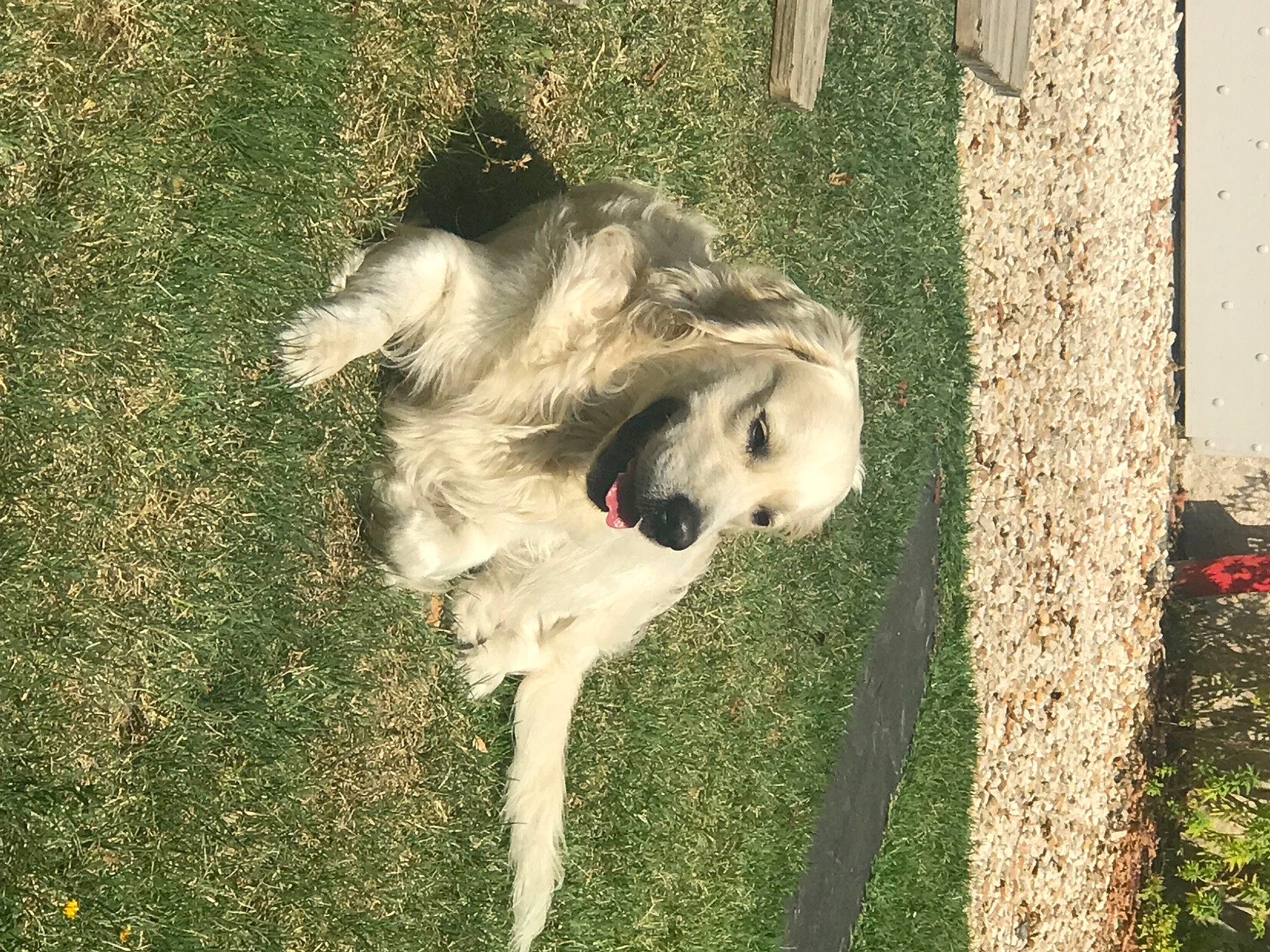 Roméo a rejoint le concours — aidez-le/la à gagner de superbes lots ! canidae, carnivore, companion_dog, dog, dog_breed, dog_supply, fawn, fur, grass, livestock_guardian_dog, non_sporting_group, plant, puppy, snout, sporting_group, tail, terrier, toy_dog, working_animal, working_dog