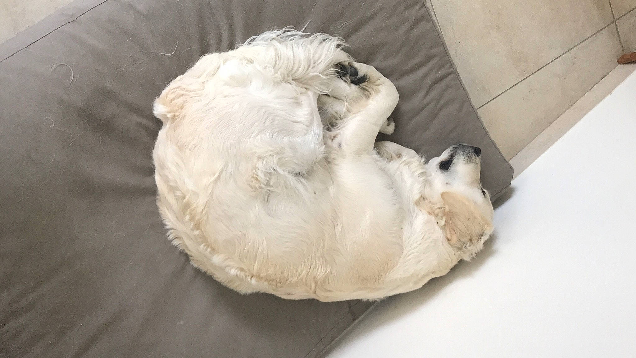 Roméo participe au concours pour gagner de l'argent avec cette photo : comfort, couch, food, fur, ingredient, linens, nap