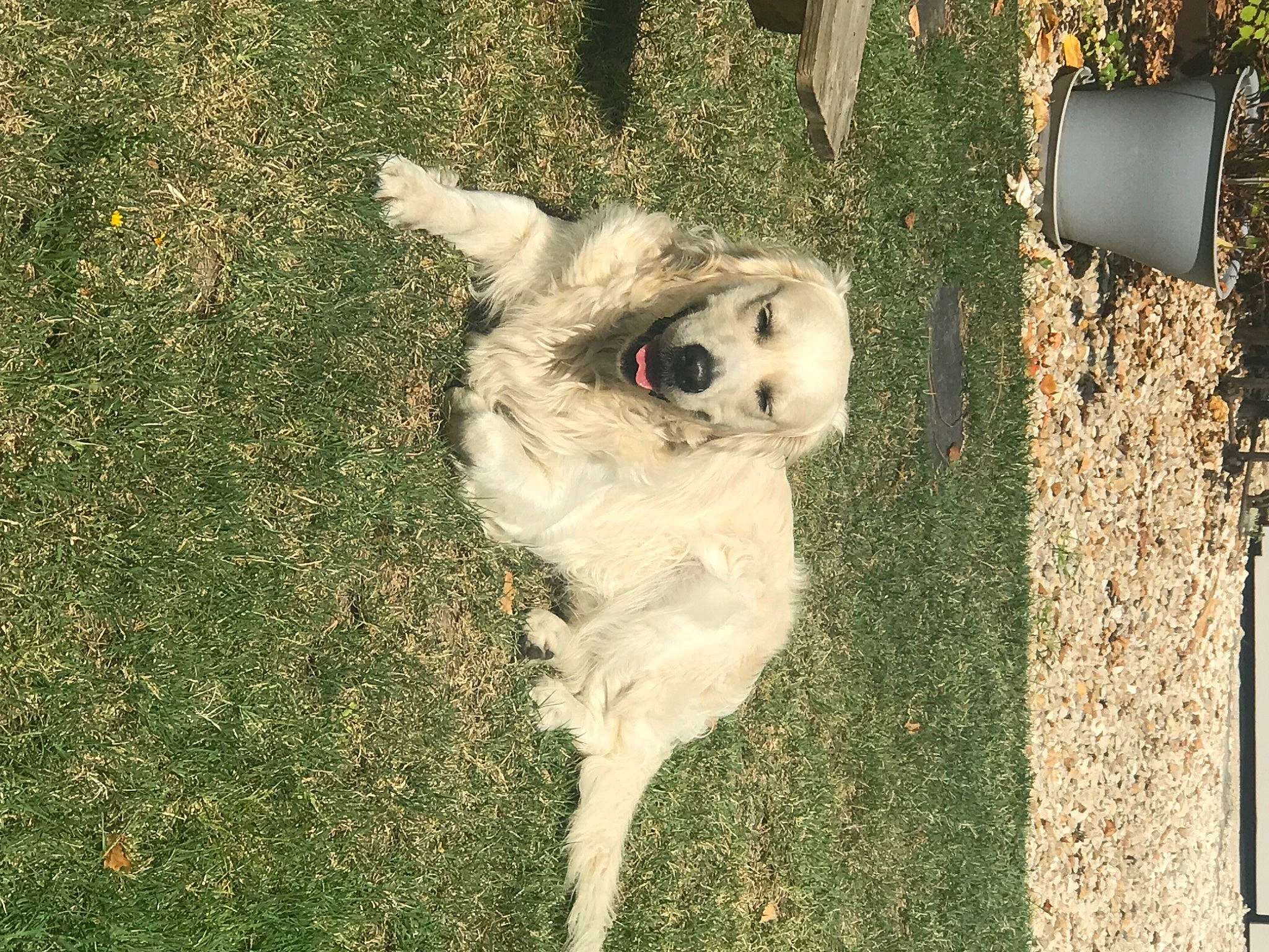 Roméo participe au concours pour gagner de l'argent avec cette photo : ancient_dog_breeds, canidae, carnivore, companion_dog, dog, dog_breed, fawn, fur, grass, livestock_guardian_dog, non_sporting_group, plant, shadow, snout, soil, sporting_group, tail, toy_dog, tree, working_animal